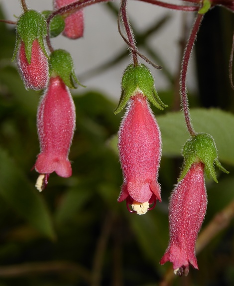 Hardy Gloxinia (Mixed Colors), Sinningia, Sinningia sellovii, Gesneria sellovii
